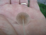 Parasola plicatilis image
