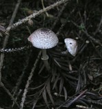 Lepiota flammeatincta image