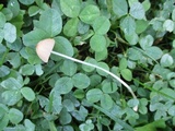 Conocybe apala image