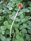 Conocybe apala image