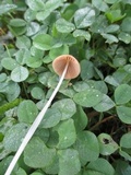 Conocybe apala image