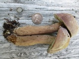 Tylopilus rubrobrunneus image