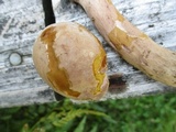 Tylopilus rubrobrunneus image