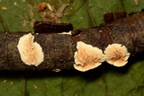 Steccherinum bourdotii image