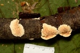 Steccherinum bourdotii image