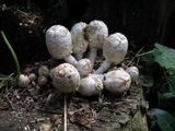 Coprinopsis variegata image