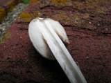 Coprinopsis variegata image