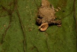 Clitocybe gibba image