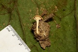 Clitocybe gibba image