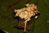 Clitocybe gibba image