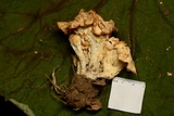 Clitocybe gibba image