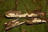 Dendrothele nivosa image