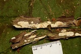 Dendrothele nivosa image