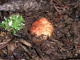 Rhizopogon ochraceorubens image