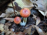 Russula flavisiccans image