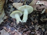 Russula pectinatoides image