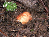 Rhizopogon ochraceorubens image