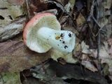 Russula flavisiccans image