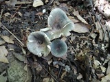 Russula redolens image