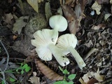 Russula redolens image