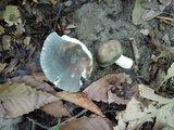 Russula redolens image