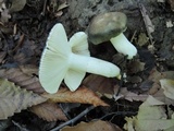 Russula redolens image