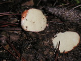 Rhizopogon ochraceorubens image