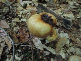 Russula grata image