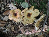 Russula grata image