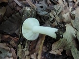 Russula raoultii image