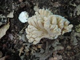 Underwoodia columnaris image