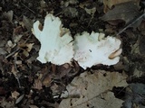 Underwoodia columnaris image