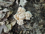 Underwoodia columnaris image