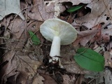 Lactarius chrysorrheus image