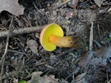 Aureoboletus auriporus image