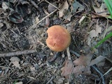 Aureoboletus auriporus image