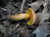 Aureoboletus auriporus image