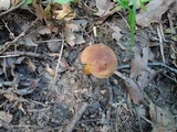 Aureoboletus auriporus image