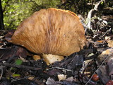 Cortinarius largus image