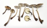 Lepiota flammeatincta image