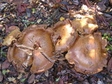 Cortinarius largus image