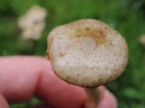 Pholiota terrestris image