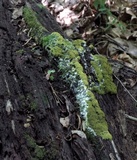 Fuligo septica image