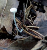 Tetrapyrgos nigripes image