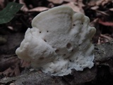 Tyromyces chioneus image