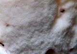 Tyromyces chioneus image