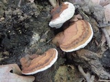 Ganoderma lobatum image