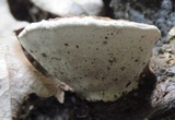 Ganoderma lobatum image