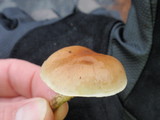 Pholiota spumosa image
