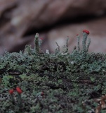 Cladonia didyma image